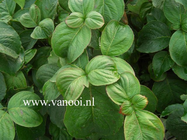 Cornus florida 'Suwanee Squat'