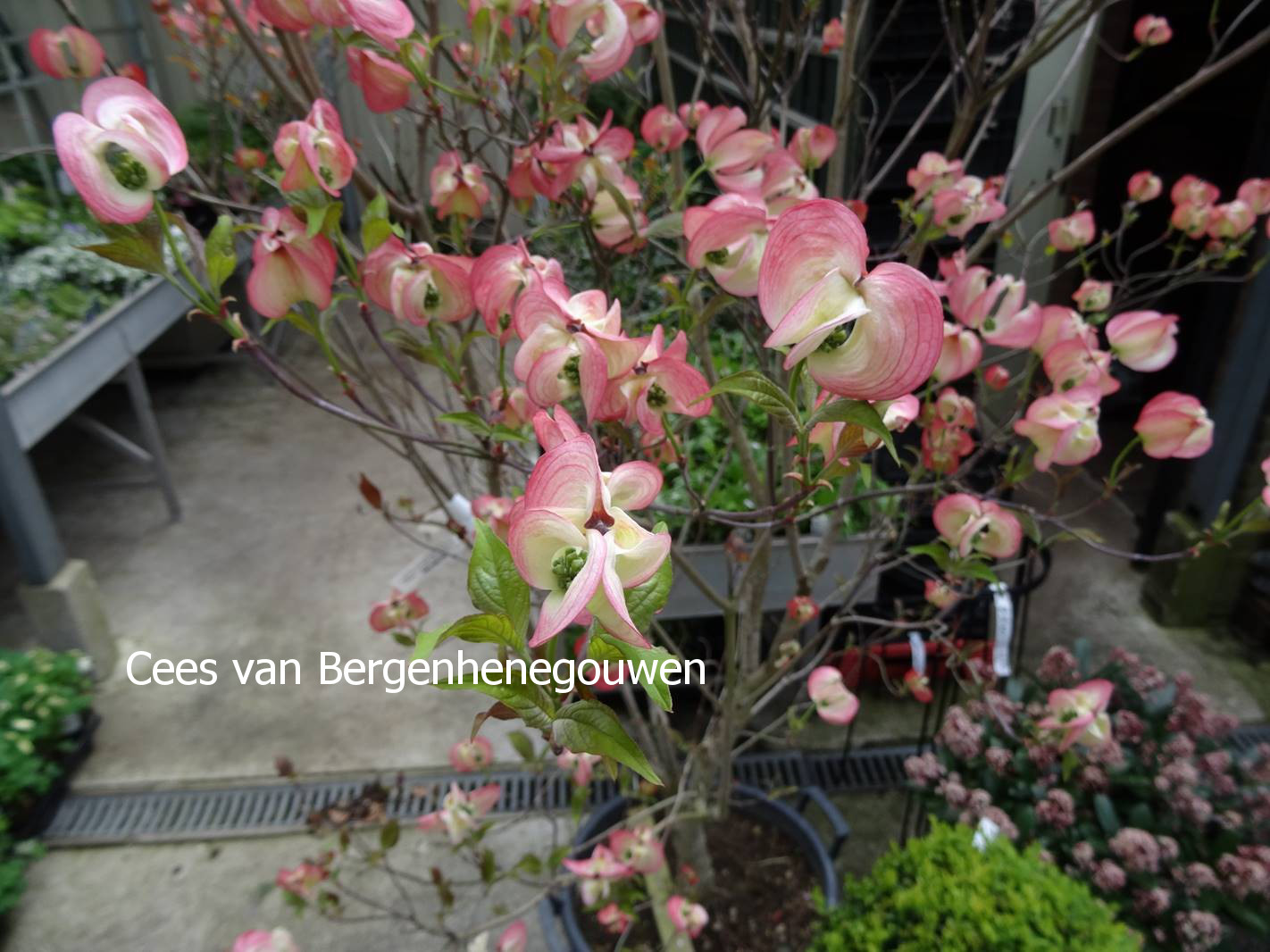 Cornus florida pringlei