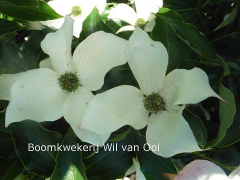 Cornus kousa 'All Summer'