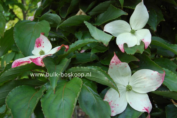 Cornus kousa 'Angyo Issai'