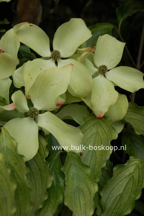 Cornus kousa 'Autumn Rose'