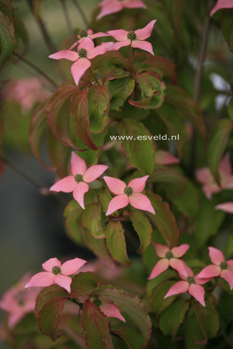 Cornus kousa 'Beni Fuji'