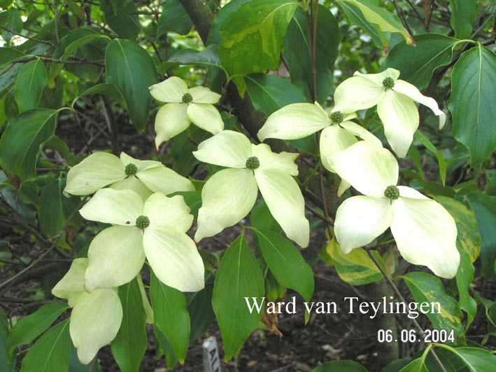 Cornus kousa 'Bonfire'