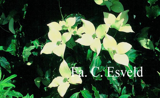Cornus kousa 'Bultinck's Beauty'