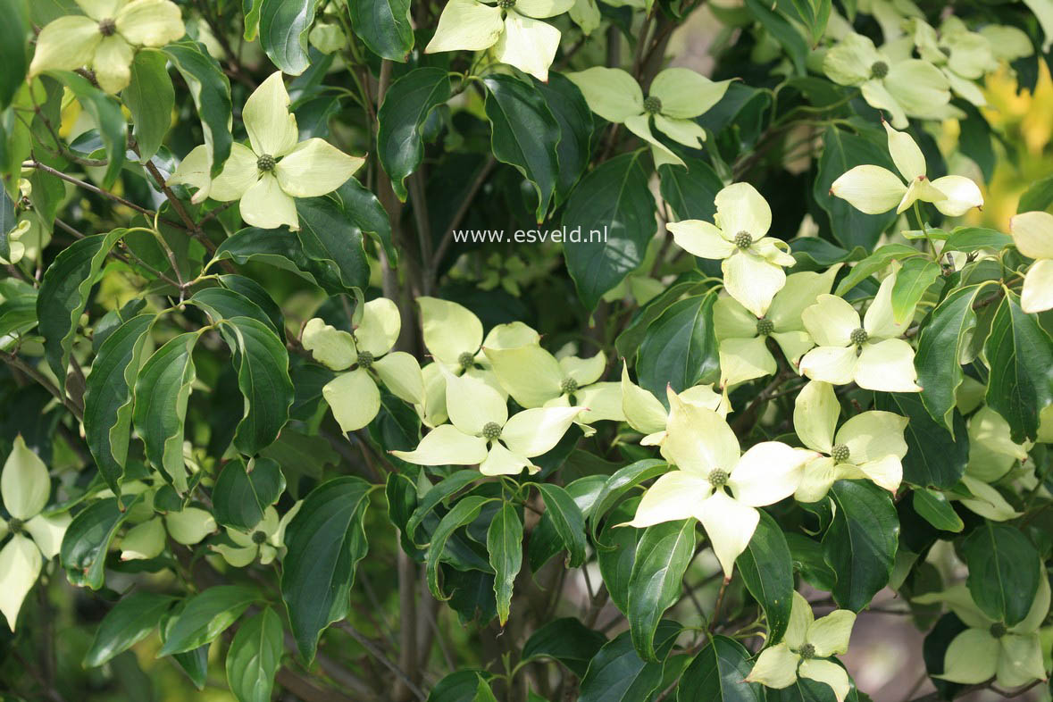 Cornus kousa 'Dr. Bump'