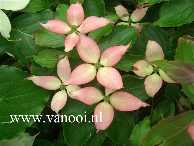 Cornus kousa 'Dwarf Pink'