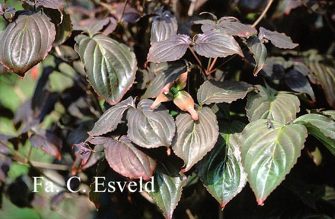 Cornus kousa 'Ed Mezitt'