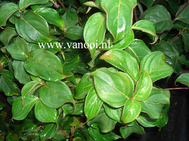 Cornus kousa 'Eurostar'