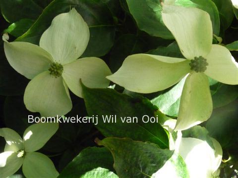 Cornus kousa 'Fanfare'