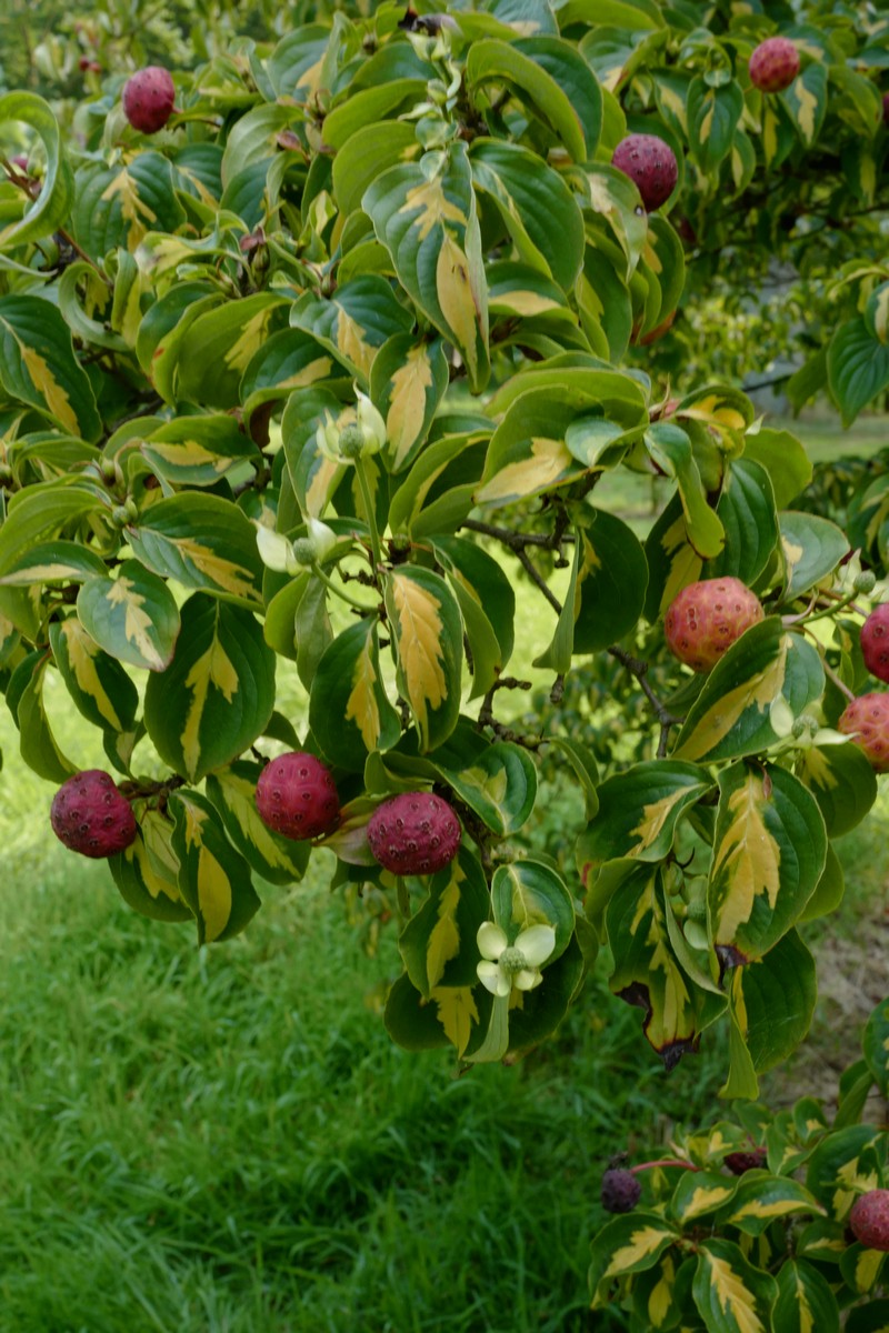 Cornus kousa 'Gold Star'