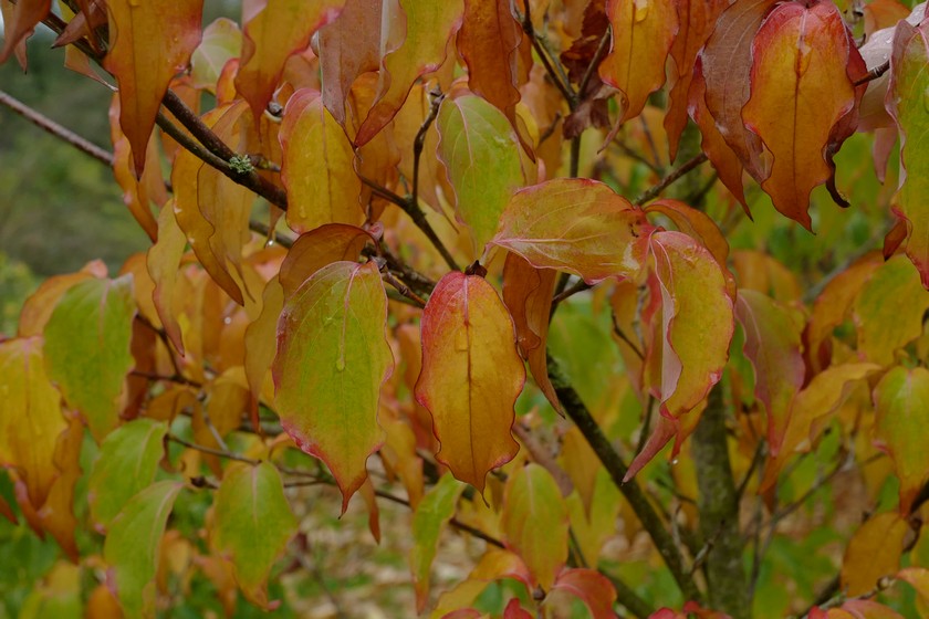 Cornus kousa 'Milky Way'
