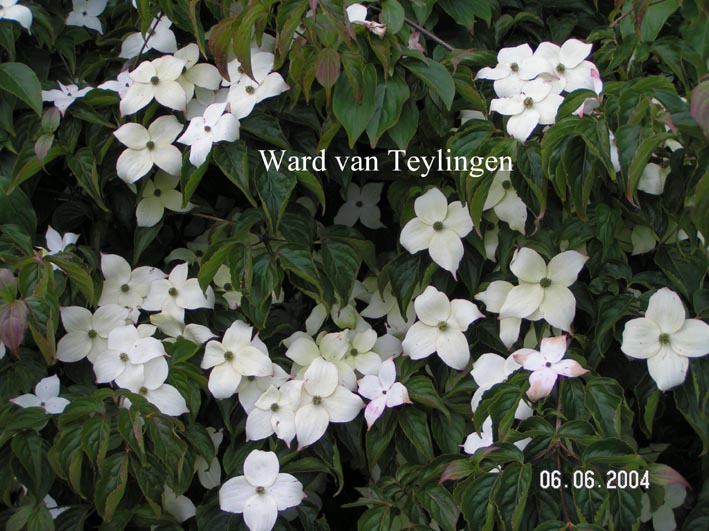 Cornus kousa 'Miss Petty'