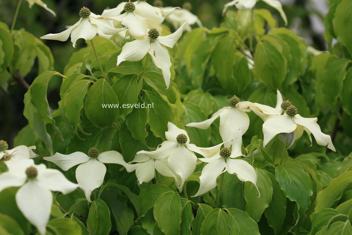 Cornus kousa 'Nicole'