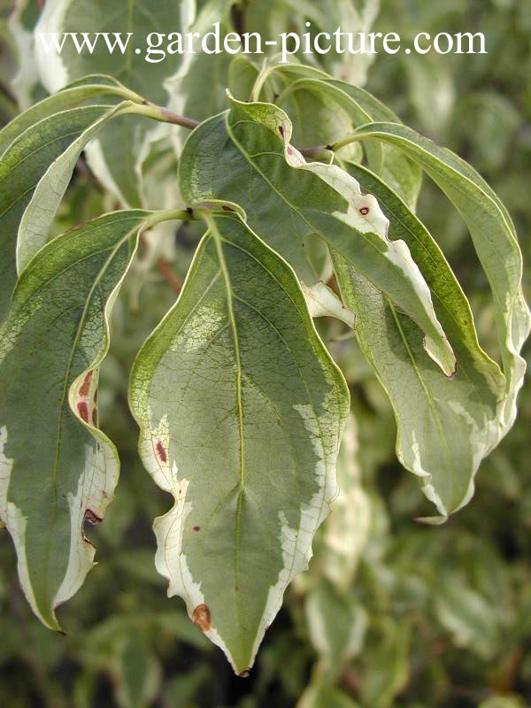 Cornus kousa 'Peve Limbo'