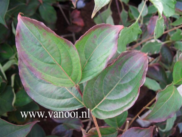 Cornus kousa 'Pollywood'