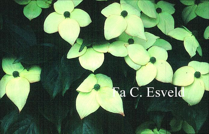 Cornus kousa 'Rasen'