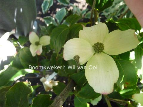 Cornus kousa 'Snowbird'