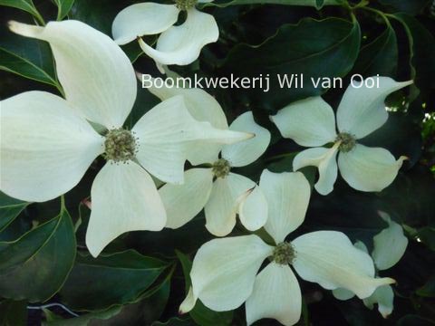 Cornus kousa 'Snowflake'