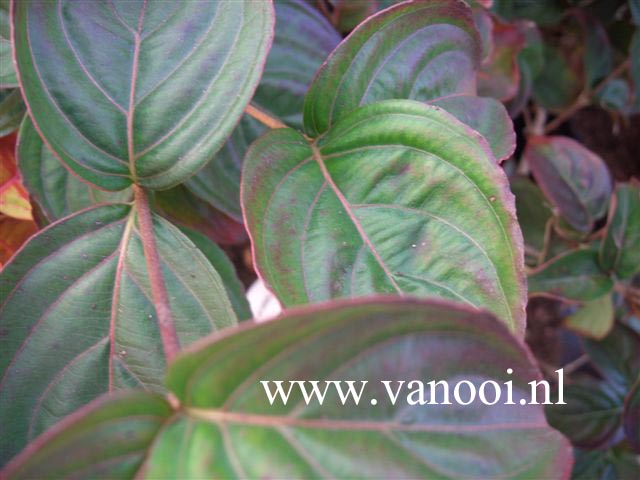 Cornus kousa 'Square Dance'