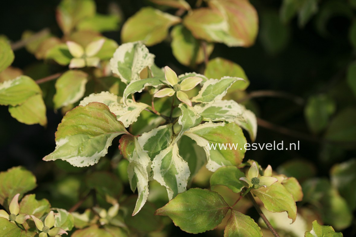 Cornus kousa 'Summer Games'