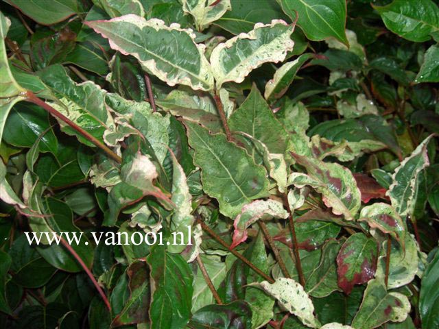 Cornus kousa 'Summerfun'