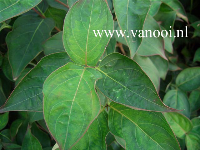 Cornus kousa 'Temple Jewel'