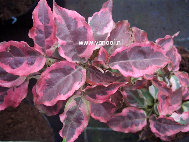 Cornus kousa 'Willy Boy'