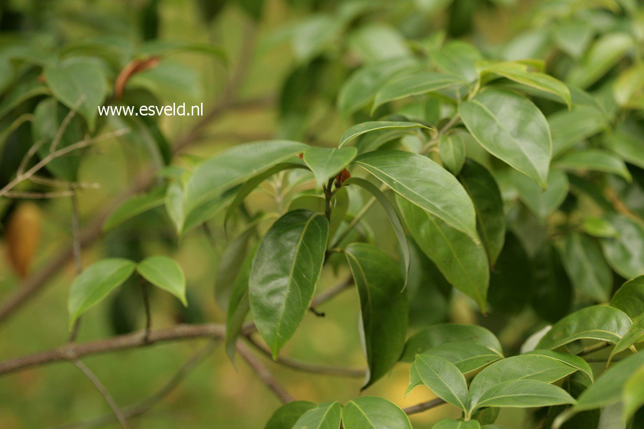 Cornus kousa angustata