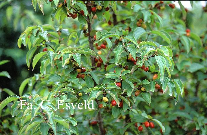 Cornus mas 'Golden Glory'