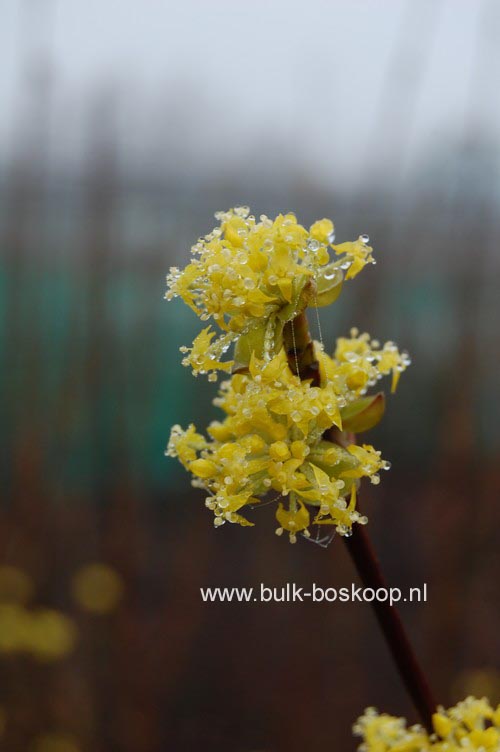 Cornus mas 'Jolico'