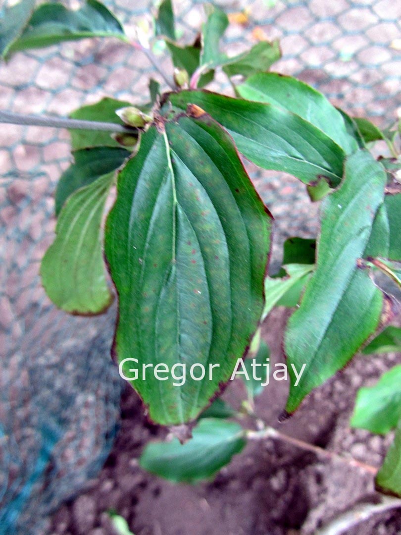 Cornus mas 'Pioneer'