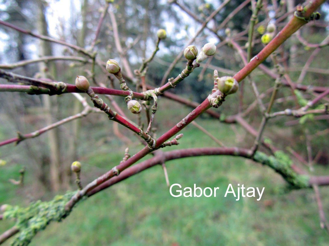 Cornus mas 'Pyramidalis'