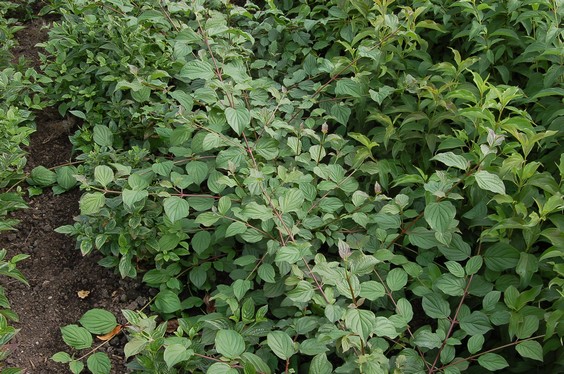 Cornus poliophylla