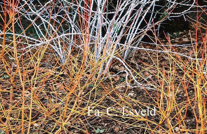 Cornus sanguinea 'Winter Beauty'