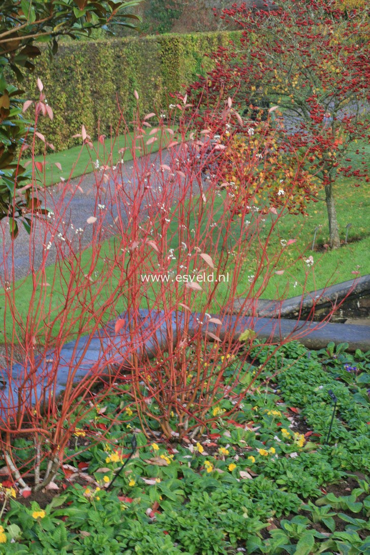 Cornus sericea 'Cardinal'
