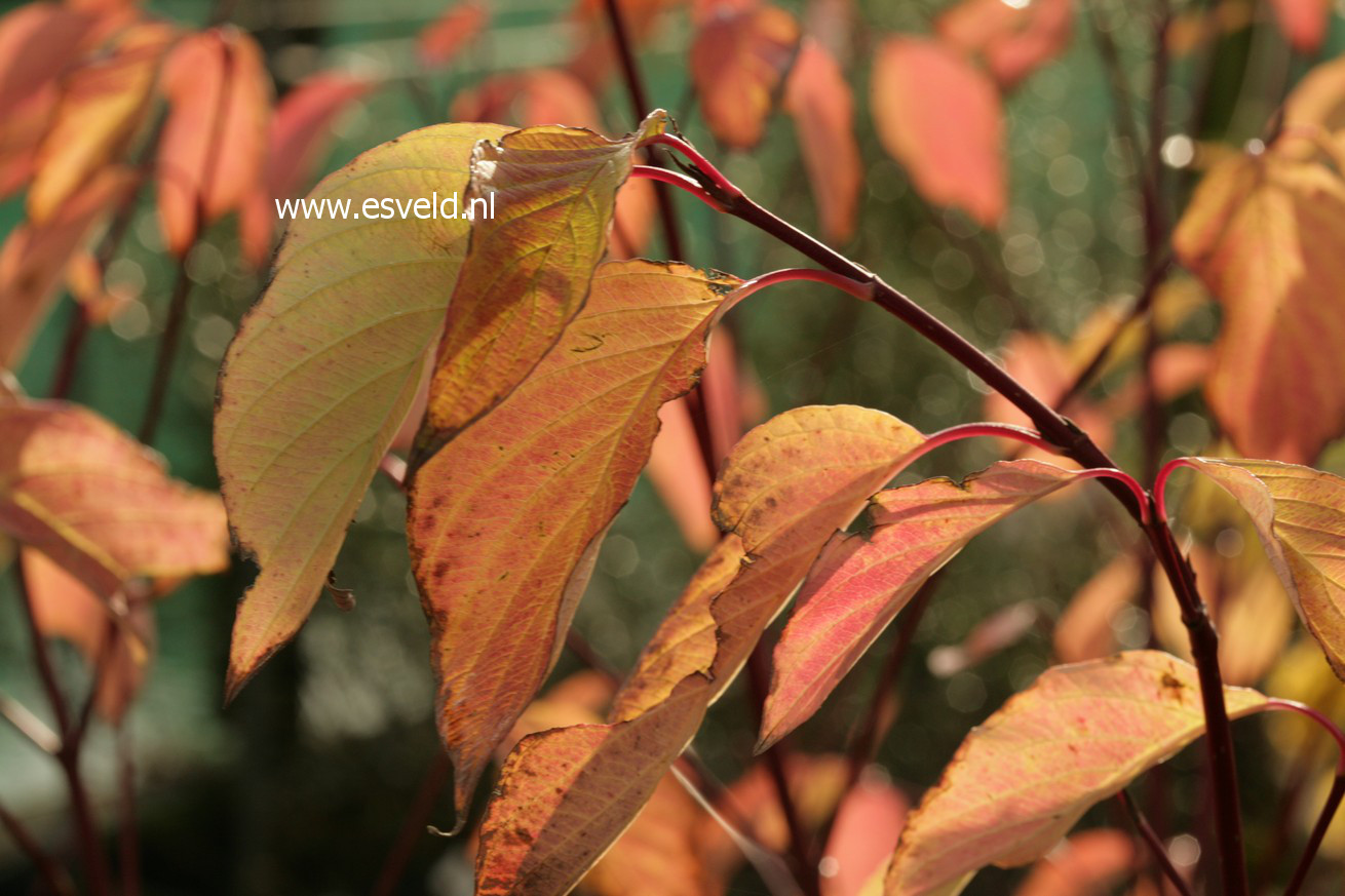 Cornus sericea 'Coral Red'