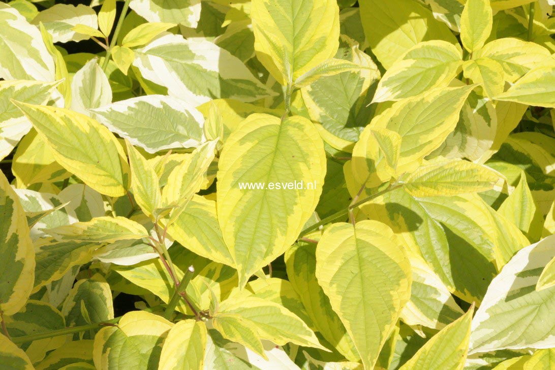 Cornus sericea 'Hedgerows Gold'