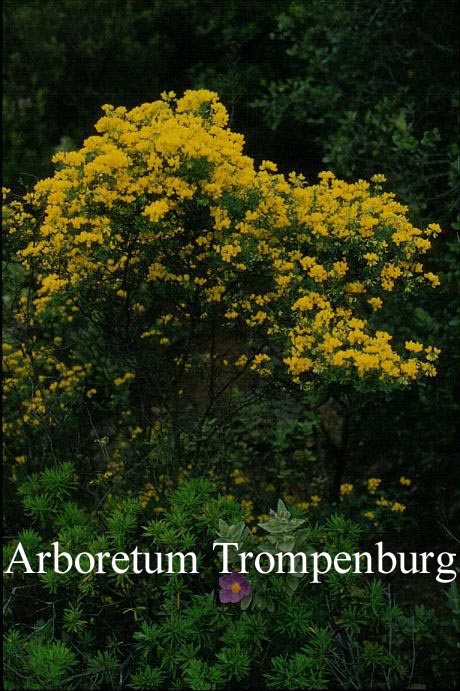 Coronilla valentina ssp. glauca