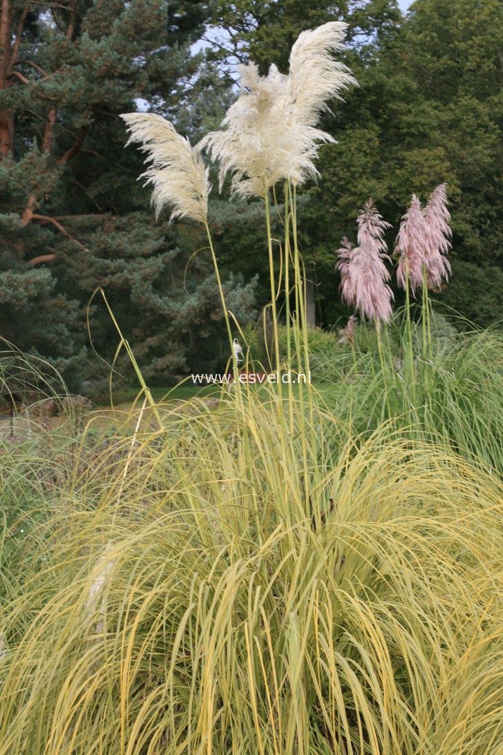 Cortaderia selloana 'Aureolineata'