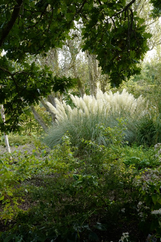 Cortaderia selloana 'Pumila'