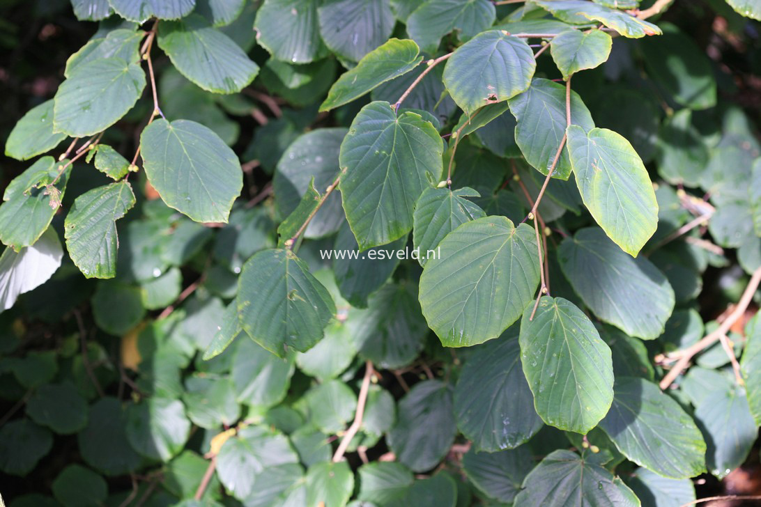 Corylopsis glabrescens var. gotoana