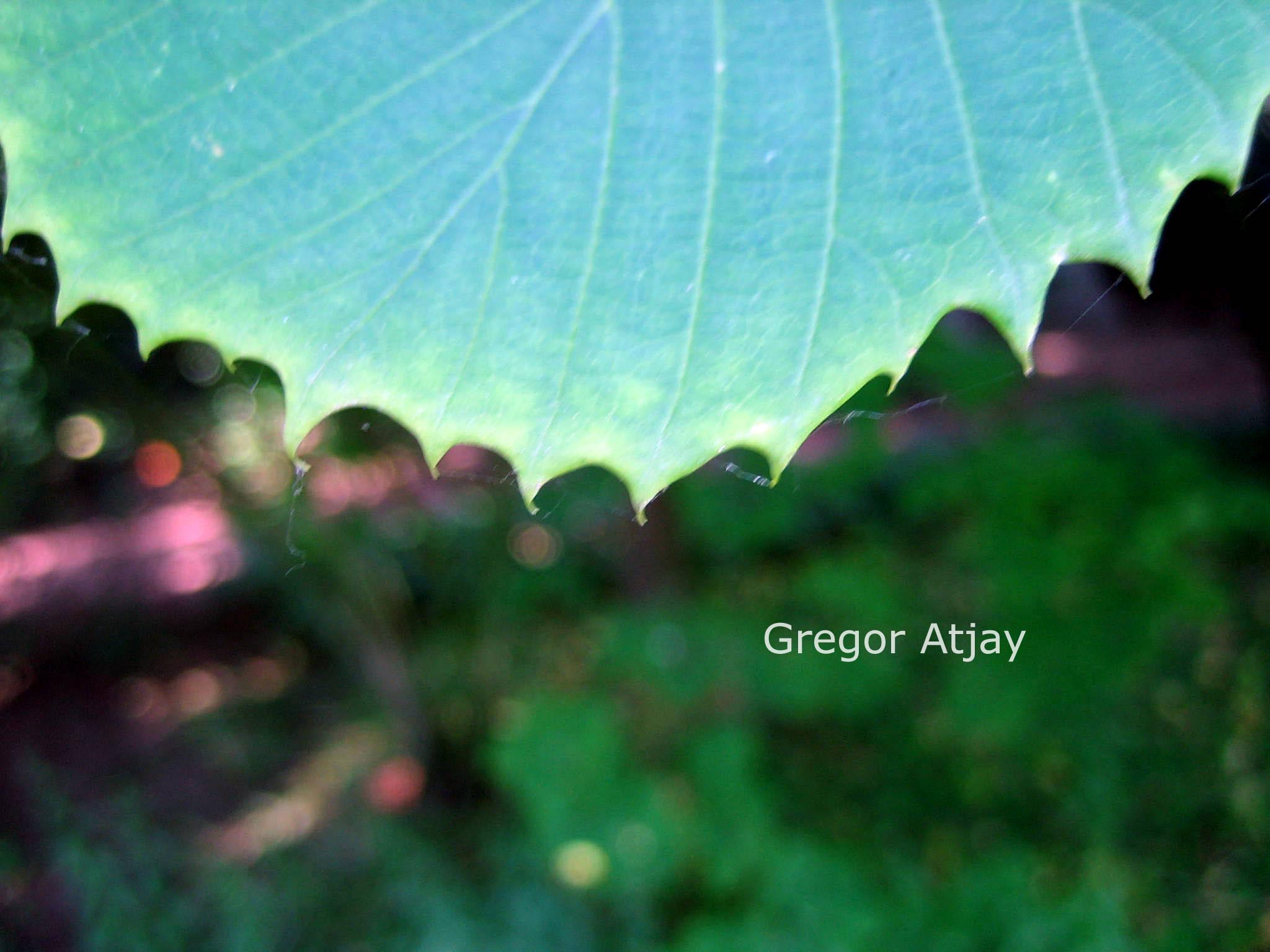 Corylopsis hypoglauca glaucescens