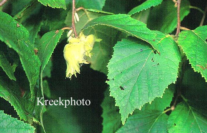 Corylus americana