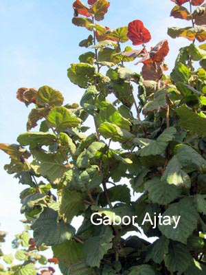 Corylus avellana 'Anny's Compact Red'