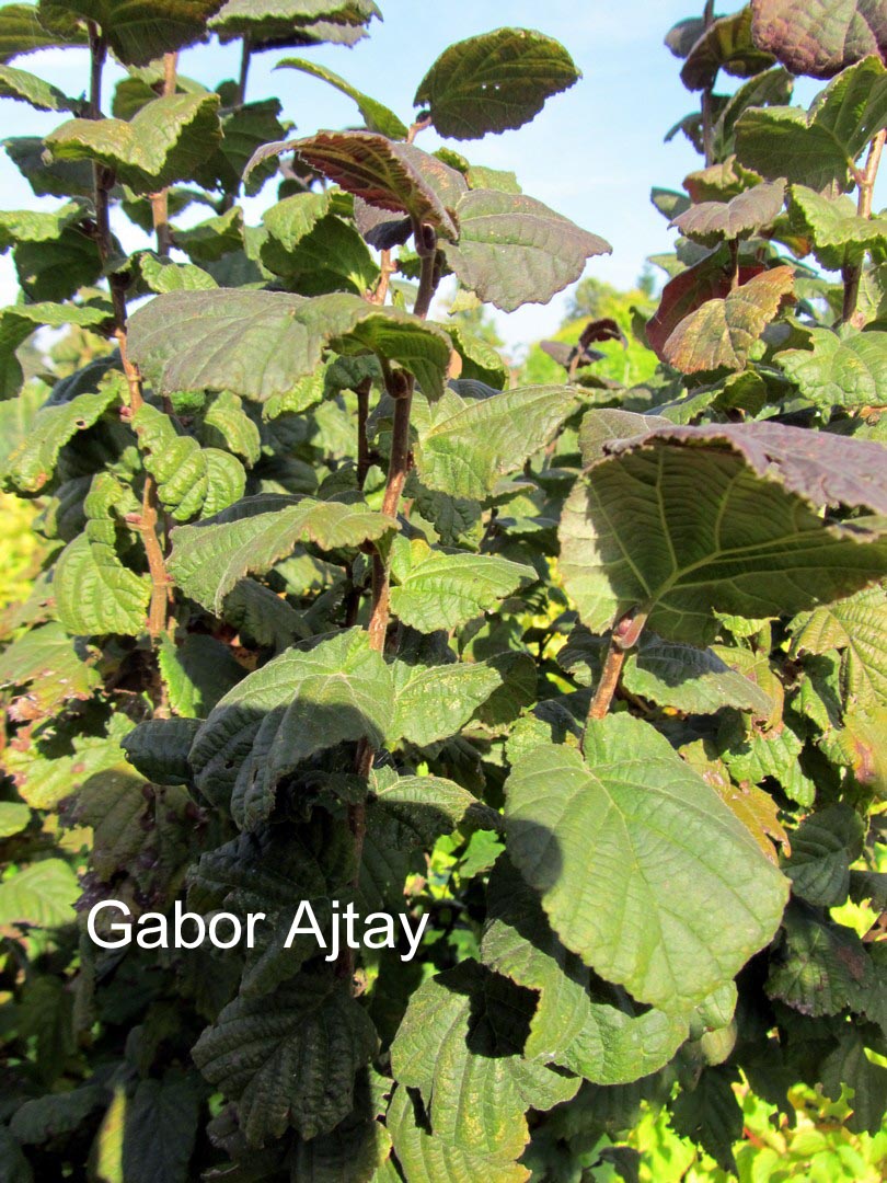 Corylus avellana 'Anny's Purple Dream'