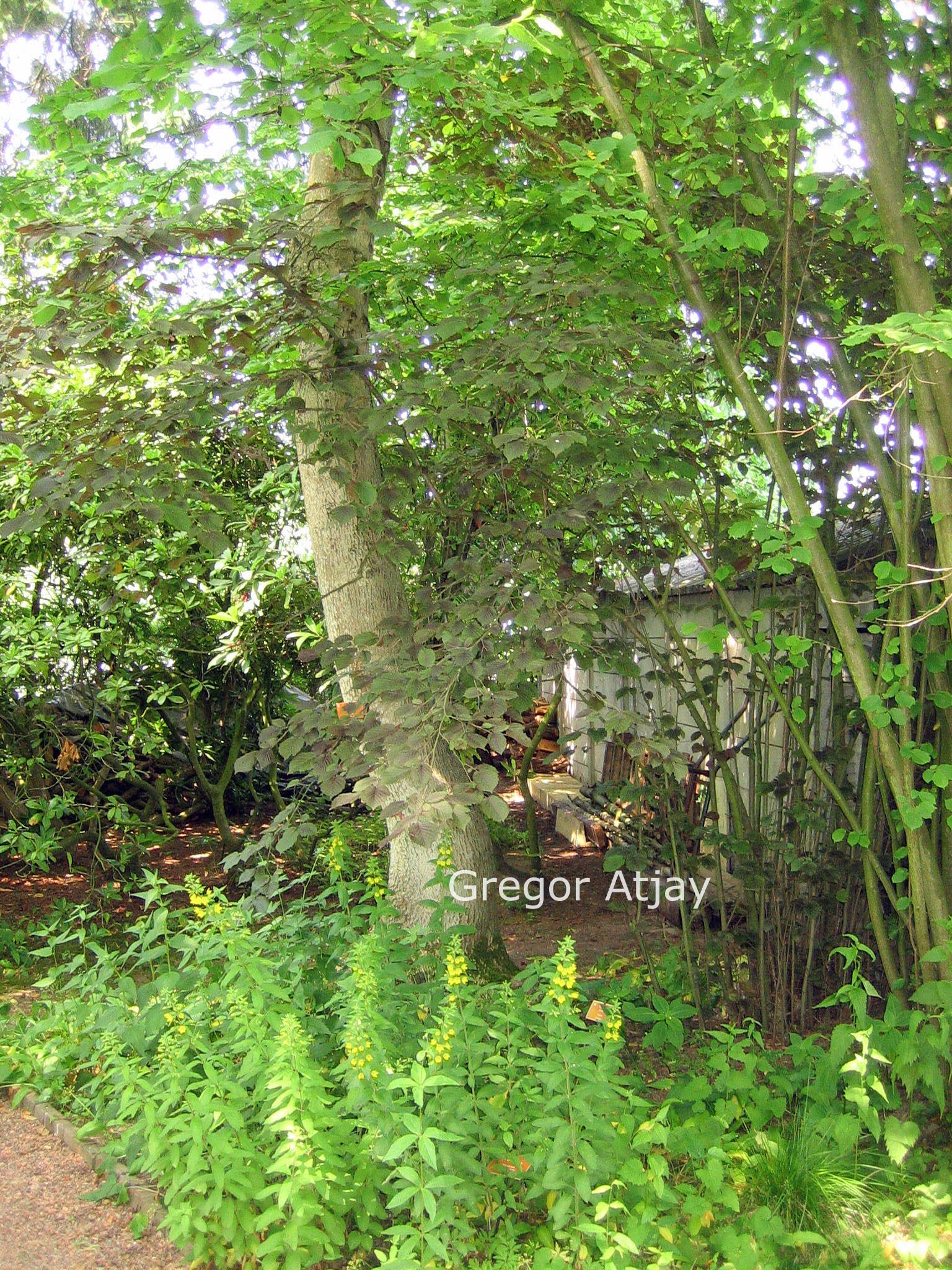 Corylus avellana 'Purpurea'