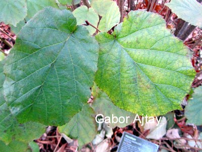 Corylus maxima