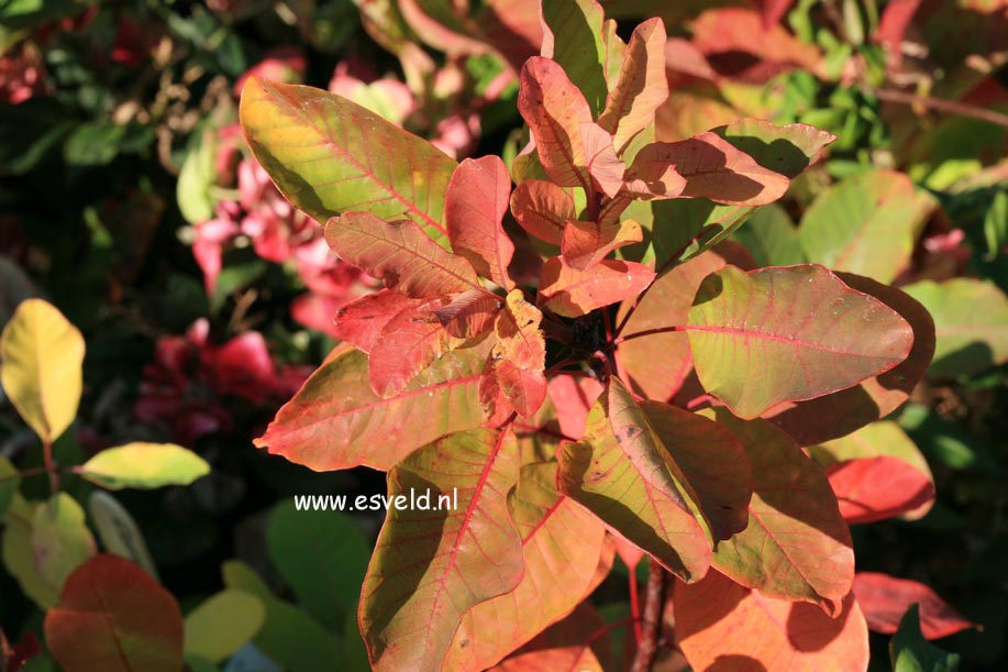 Cotinus 'Flame'