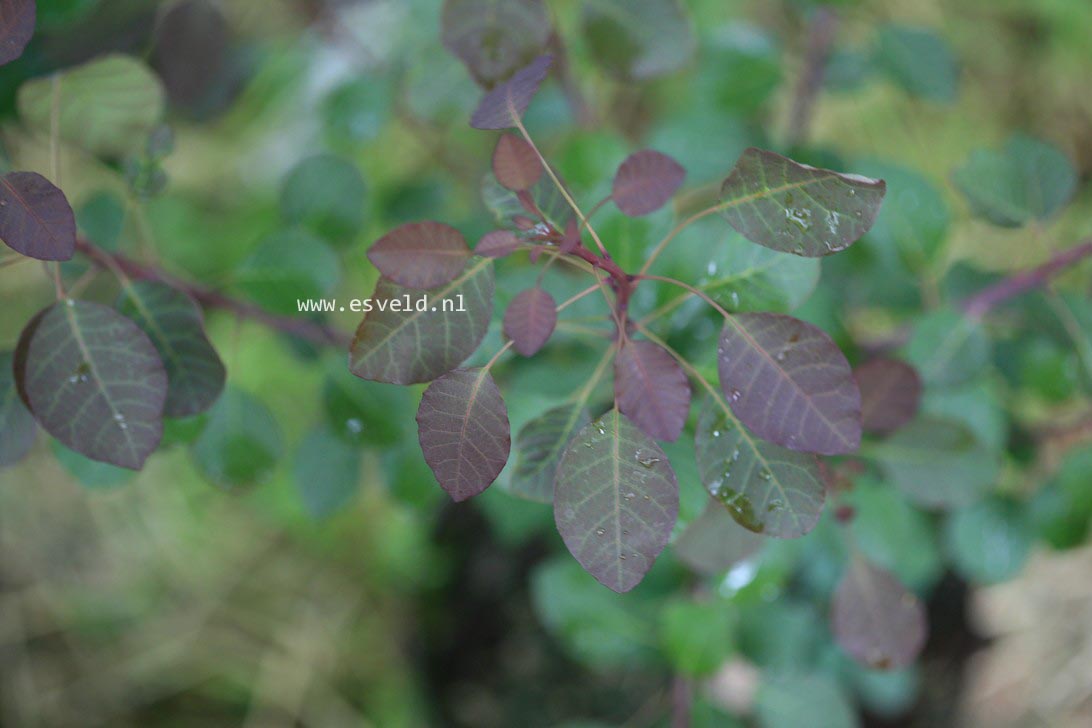 Cotinus coggygria 'Londus' (DUSKY MAIDEN)