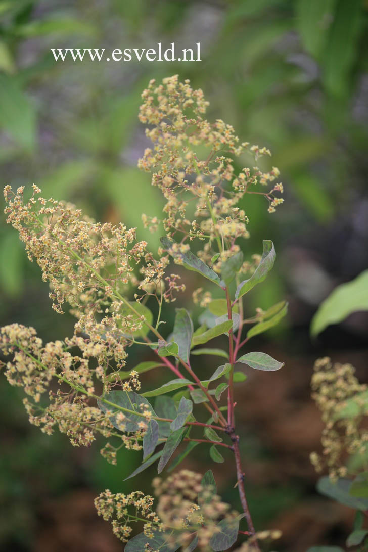 Cotinus coggygria 'Nordine'